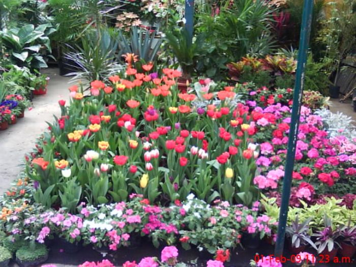 Rosas - 