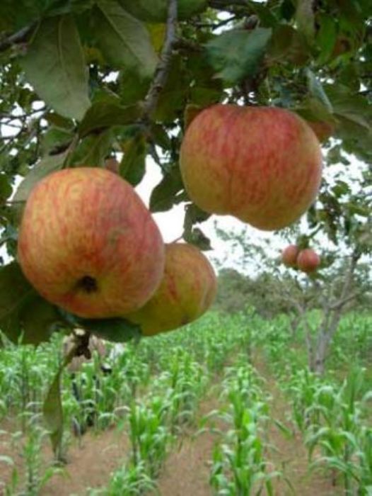 Manzanas congeladas - Granja Hueyapan