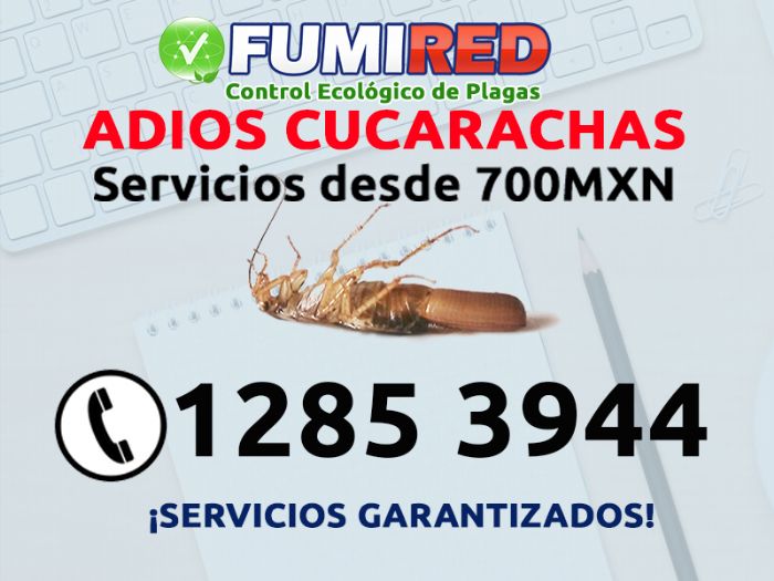 Fumigacion de cucarachas - 
