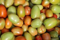 Tomate roma
